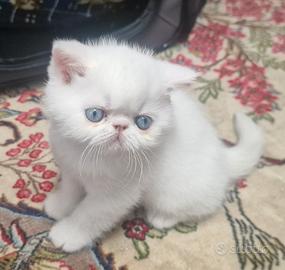 Gatto persiano exotic