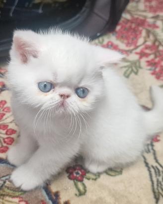 Gatto persiano exotic