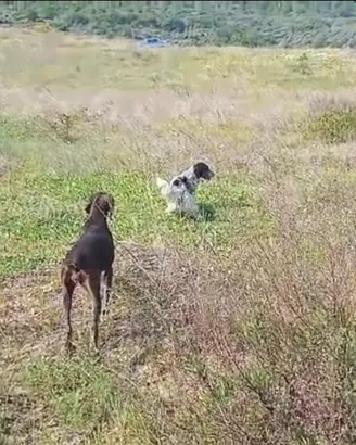 Setter e curzaar da caccia
