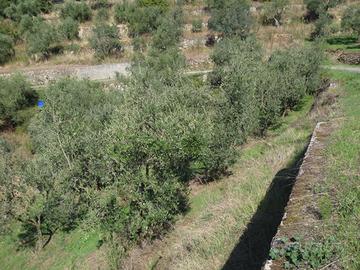 Terreno con uliveto