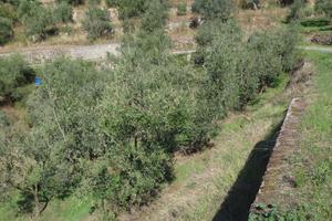 Terreno con uliveto
