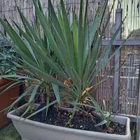 piante di yucca in vaso 