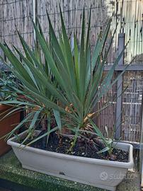 piante di yucca in vaso 