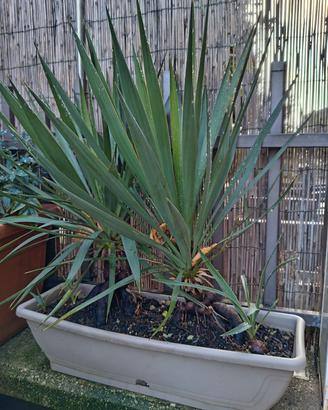 piante di yucca in vaso 