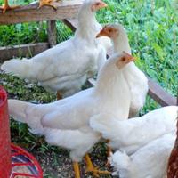 Pulcinotti di 3 mesi di livornese bianca