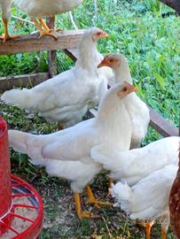 Pulcinotti di 3 mesi di livornese bianca