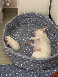 Chihuahua maschietto