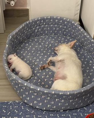 Chihuahua maschietto