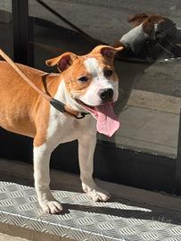 Amstaff