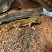 Gechi australiani + terrario + grilli