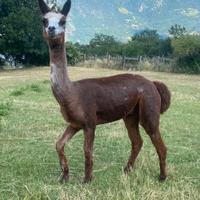 Alpaca da trekking e riproduzione