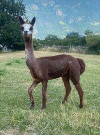 Alpaca da trekking e riproduzione