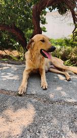 Adozione per Wendy .Simil Golden retriever