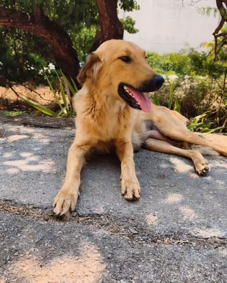 Adozione per Wendy .Simil Golden retriever