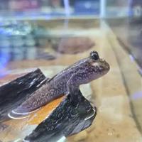 Periophthalmus papilio - mudskipper