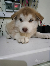 Cucciola husky