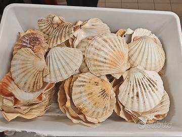 Capasanta conchiglia 