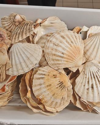 Capasanta conchiglia 