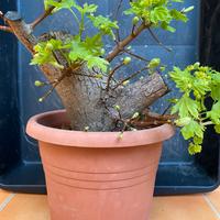 Pre bonsai acero campestre