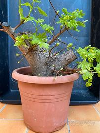 Pre bonsai acero campestre