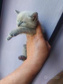 Siamese