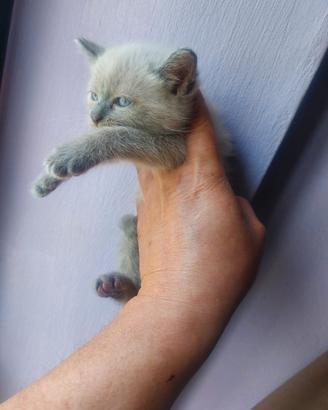 Siamese