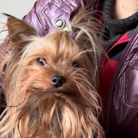 Yorkshire con pedigree per accoppiamento