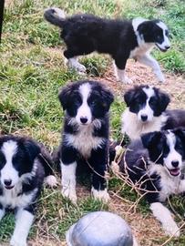 Cuccioli border collie ADOZIONE
