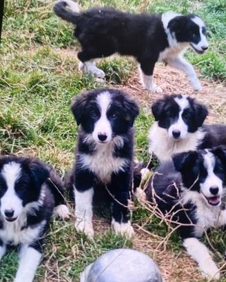 Cuccioli border collie ADOZIONE