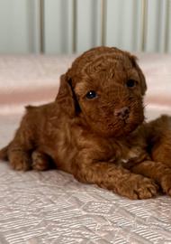 Cuccioli barboncini Toy