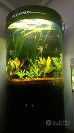 Acquario 500l