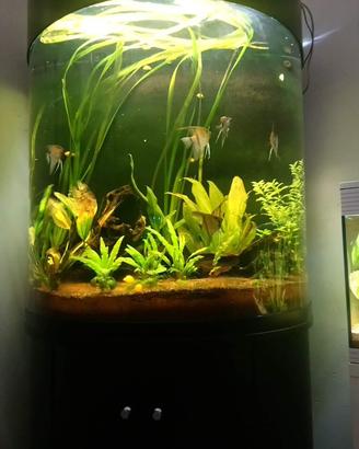 Acquario 500l