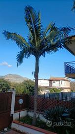 palme da giardino 