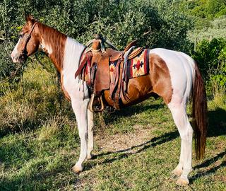 Cavallo PAINT horse con documenti
