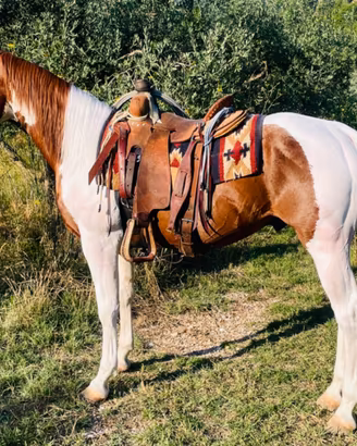 Cavallo PAINT horse con documenti