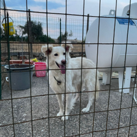 Trovatella simil border collie di 5 mesi