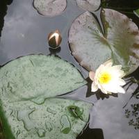 Piante acquatiche filtranti