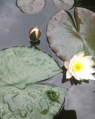 Piante acquatiche filtranti