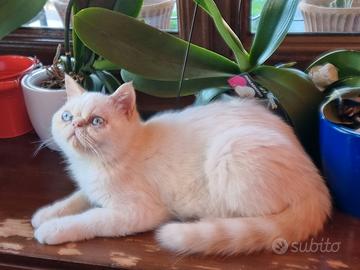 Cuccioli Persiani Exotic Shorthair