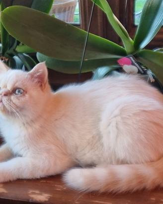 Cuccioli Persiani Exotic Shorthair