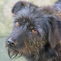 Greta 2 anni tg piccola in adozione