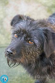 Greta 2 anni tg piccola in adozione