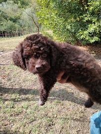 Lagotto romagnolo