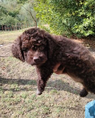 Lagotto romagnolo