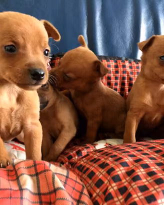 Cuccioli di bassotto /chihuahua
