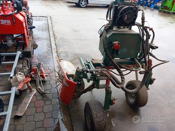 Spollonatrice clemens