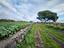 Immagine 26
