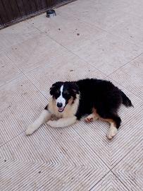 cuccioli di Pastore Australiano 