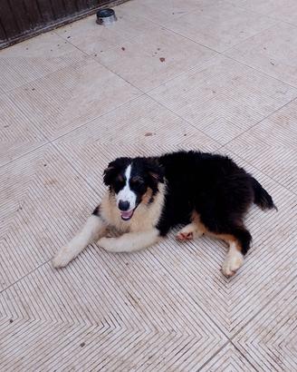 cuccioli di Pastore Australiano 