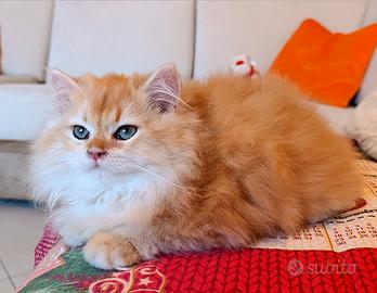 British Golden cucciolo